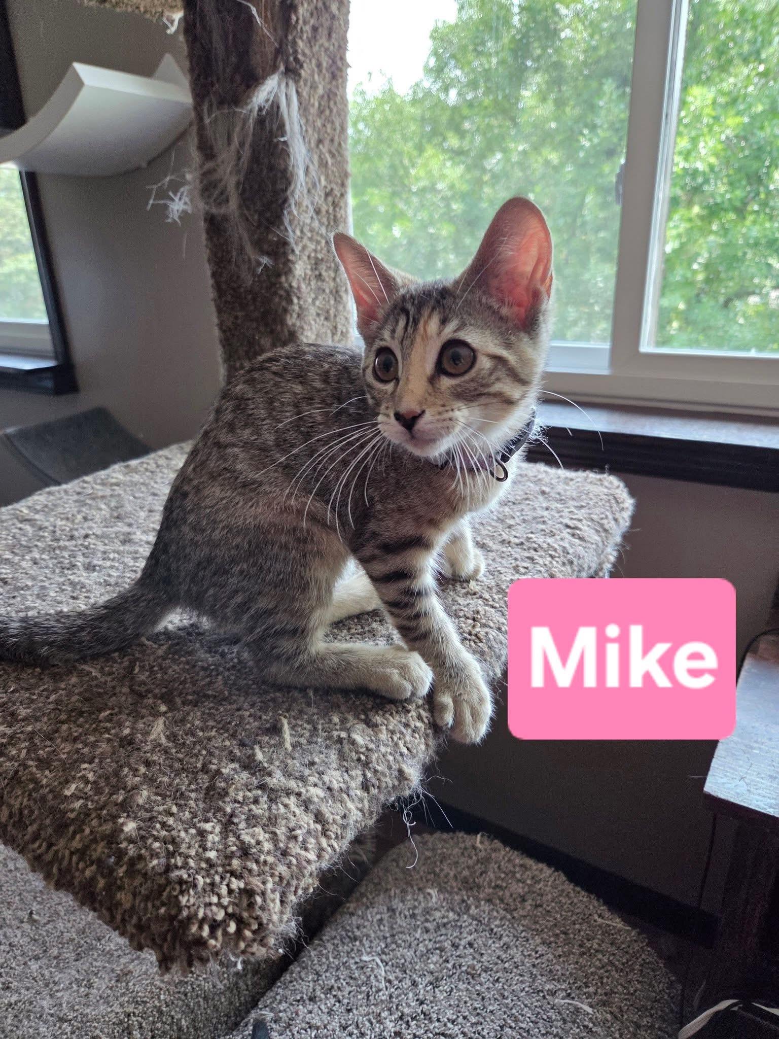 Enlarge Mike, a Adoptable Domestic Short Hair in Manhattan, KS image 6/6