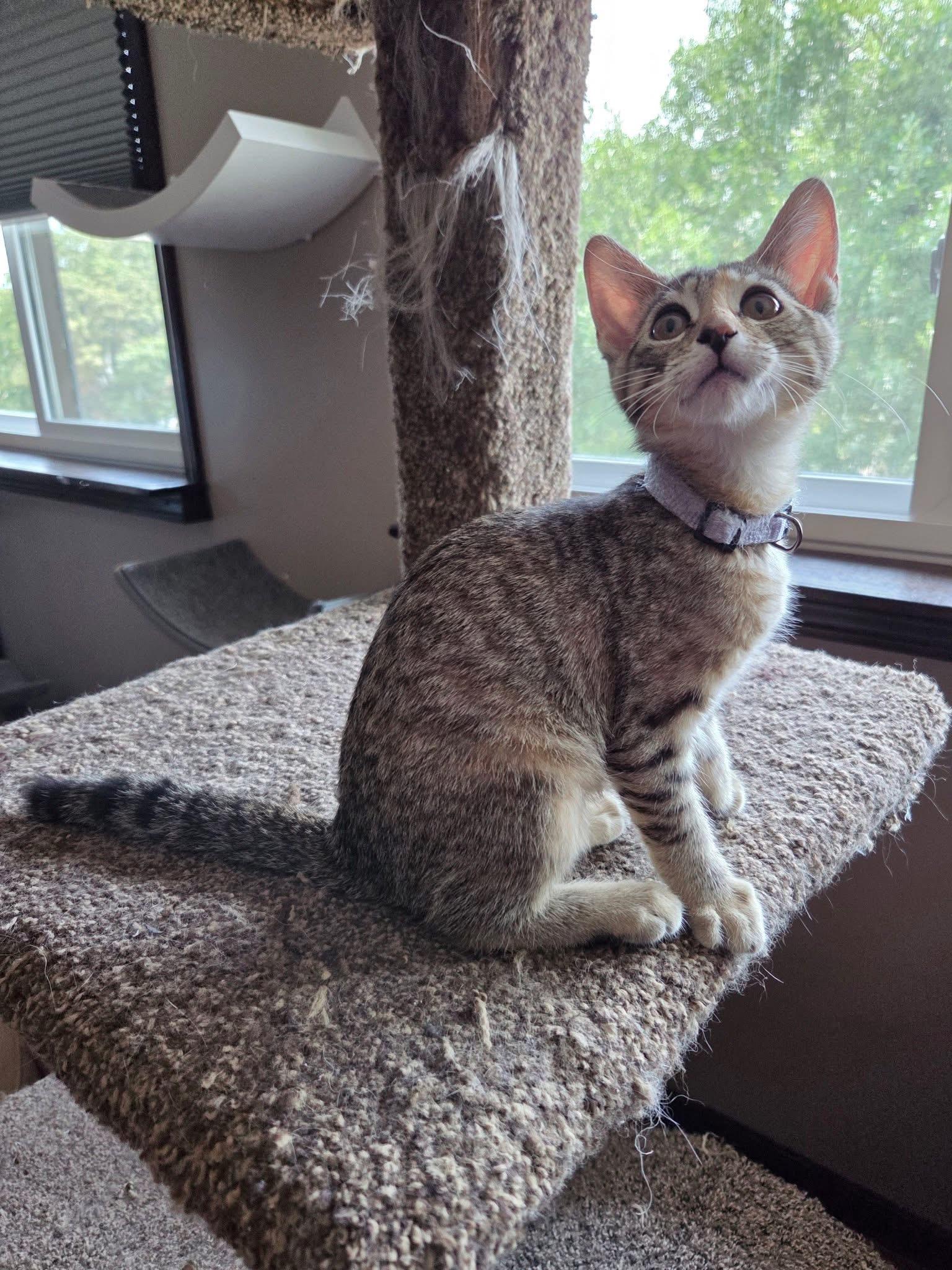 Enlarge Mike, a Adoptable Domestic Short Hair in Manhattan, KS image 4/6