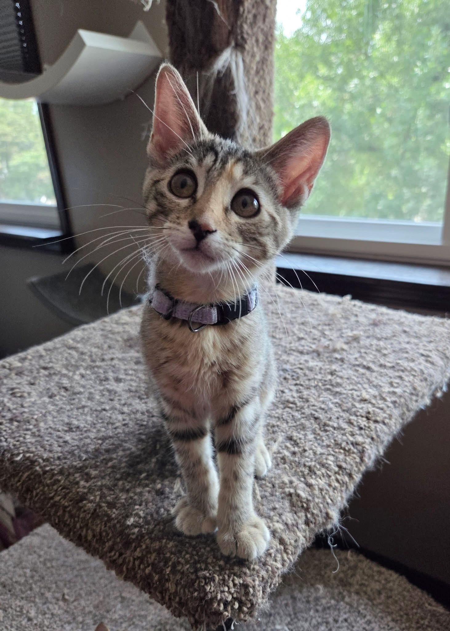 Enlarge Mike, a Adoptable Domestic Short Hair in Manhattan, KS image 2/6
