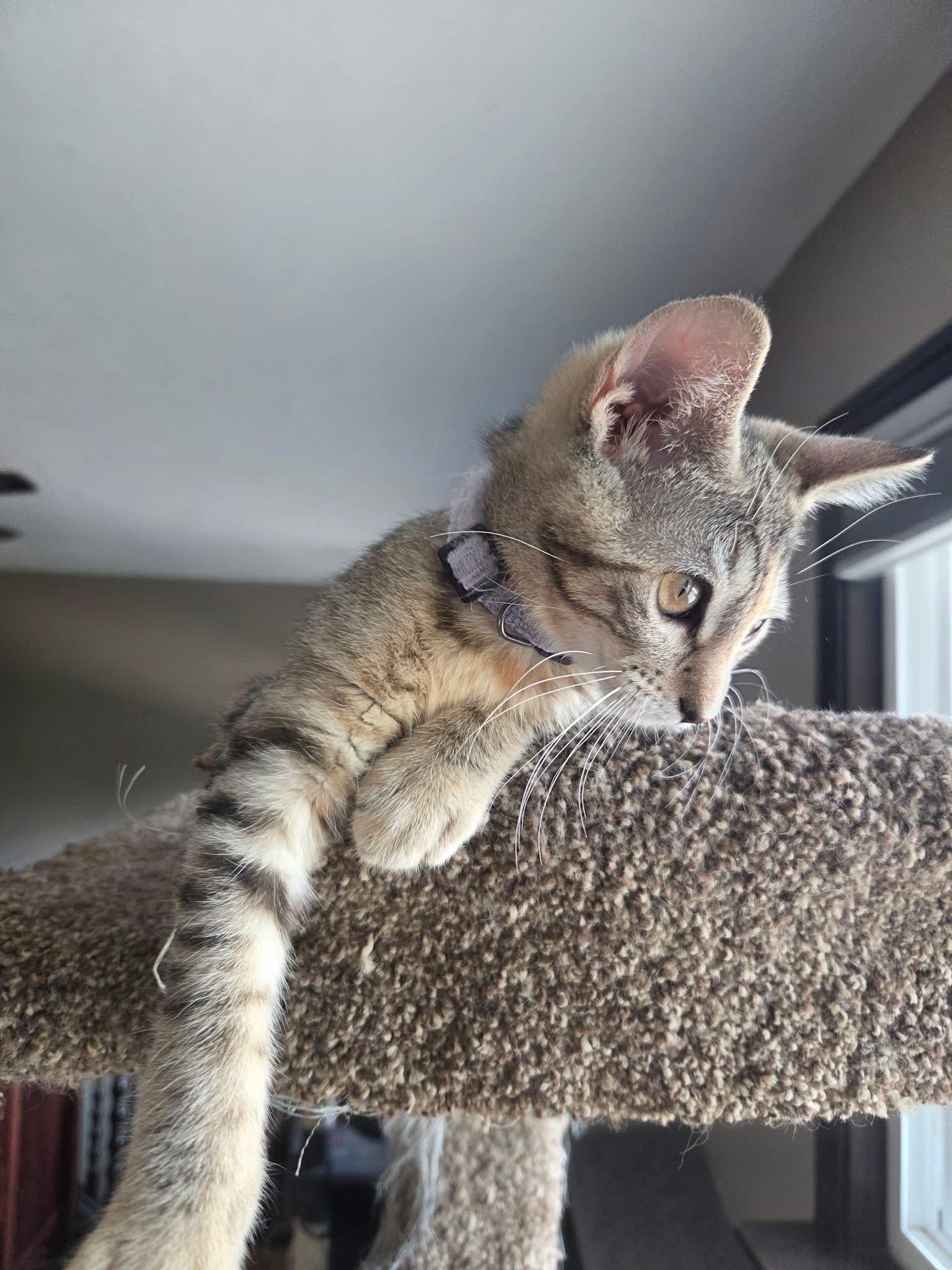 Enlarge Mike, a Adoptable Domestic Short Hair in Manhattan, KS image 5/6