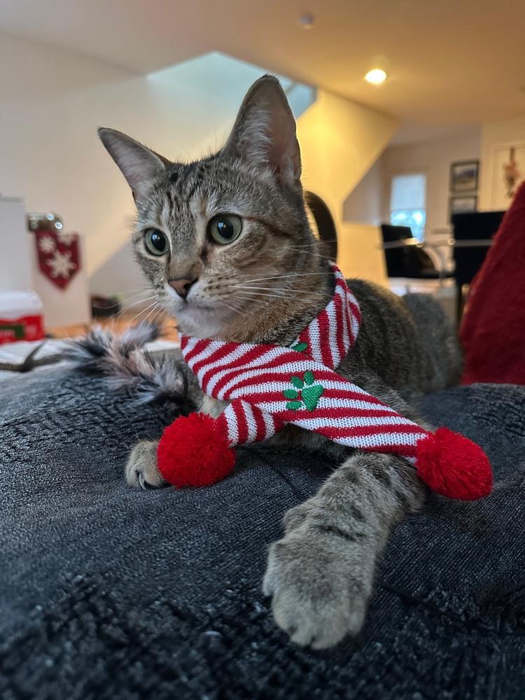 Shortbread, Adoptable, Young Female Domestic Short Hair & Tabby.