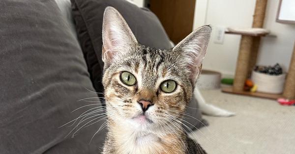 Shortbread, Adoptable, Kitten Female Domestic Short Hair & Tabby.