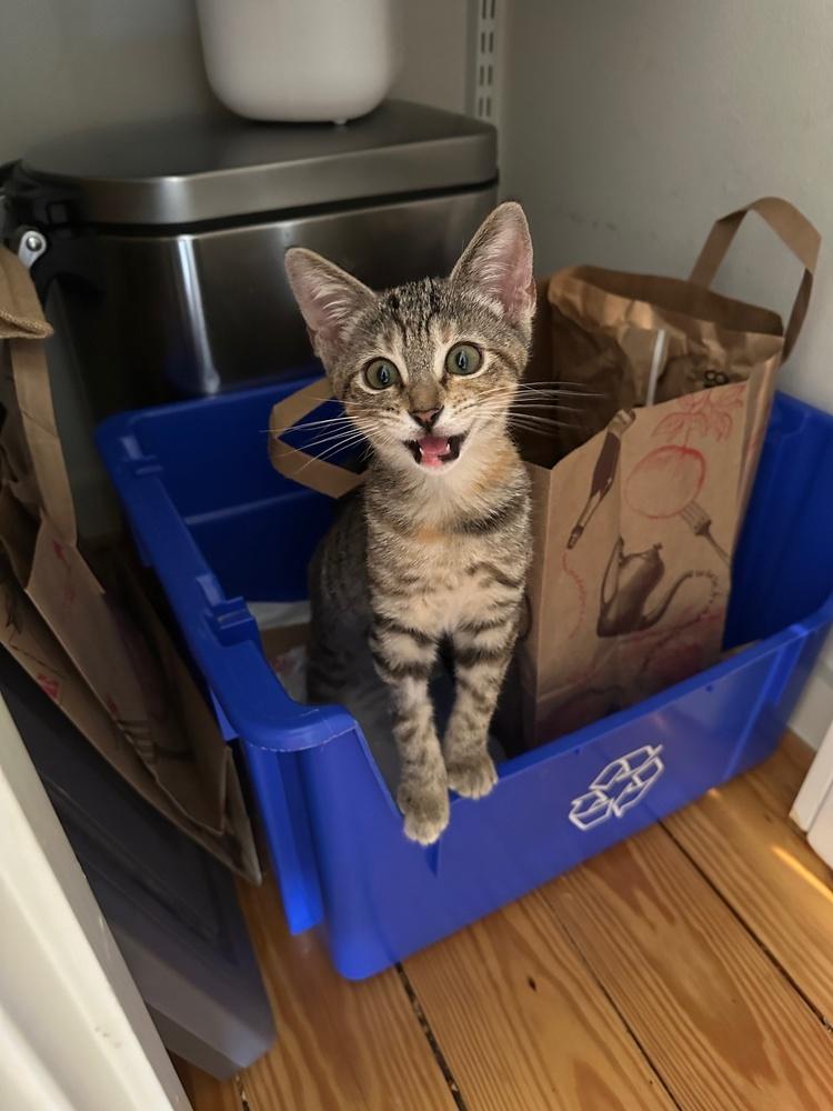 Shortbread — thumbnail 3