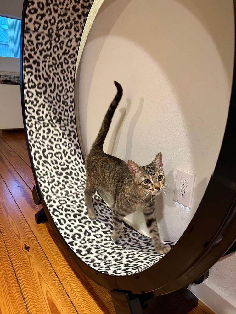 Enlarge Shortbread, a Adoptable mixed breed in Dallas, TX image 3/6