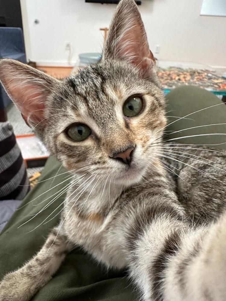 Enlarge Shortbread, a Adoptable mixed breed in Dallas, TX image 4/6