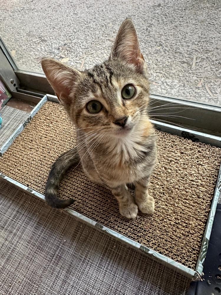 Enlarge Shortbread, a Adoptable mixed breed in Dallas, TX image 6/6