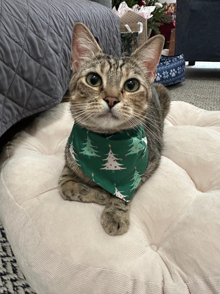 Shortbread — thumbnail 6