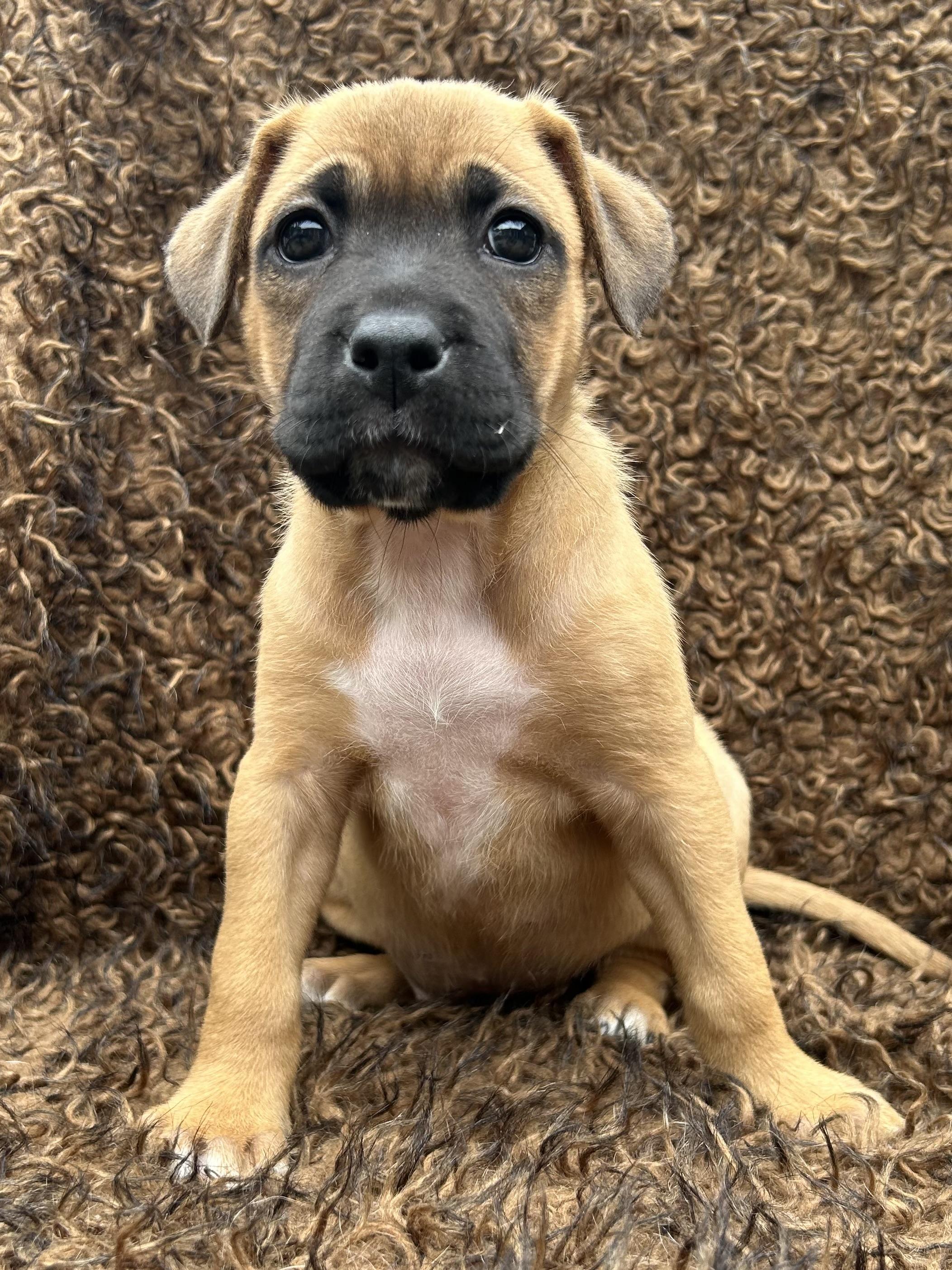 Enlarge Hopper, a Adopted mixed breed in Colebrook, CT image 1/1