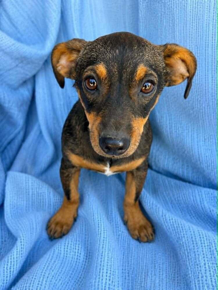 Woody, a Adoptable mixed breed in Boulder, CO image 3/6