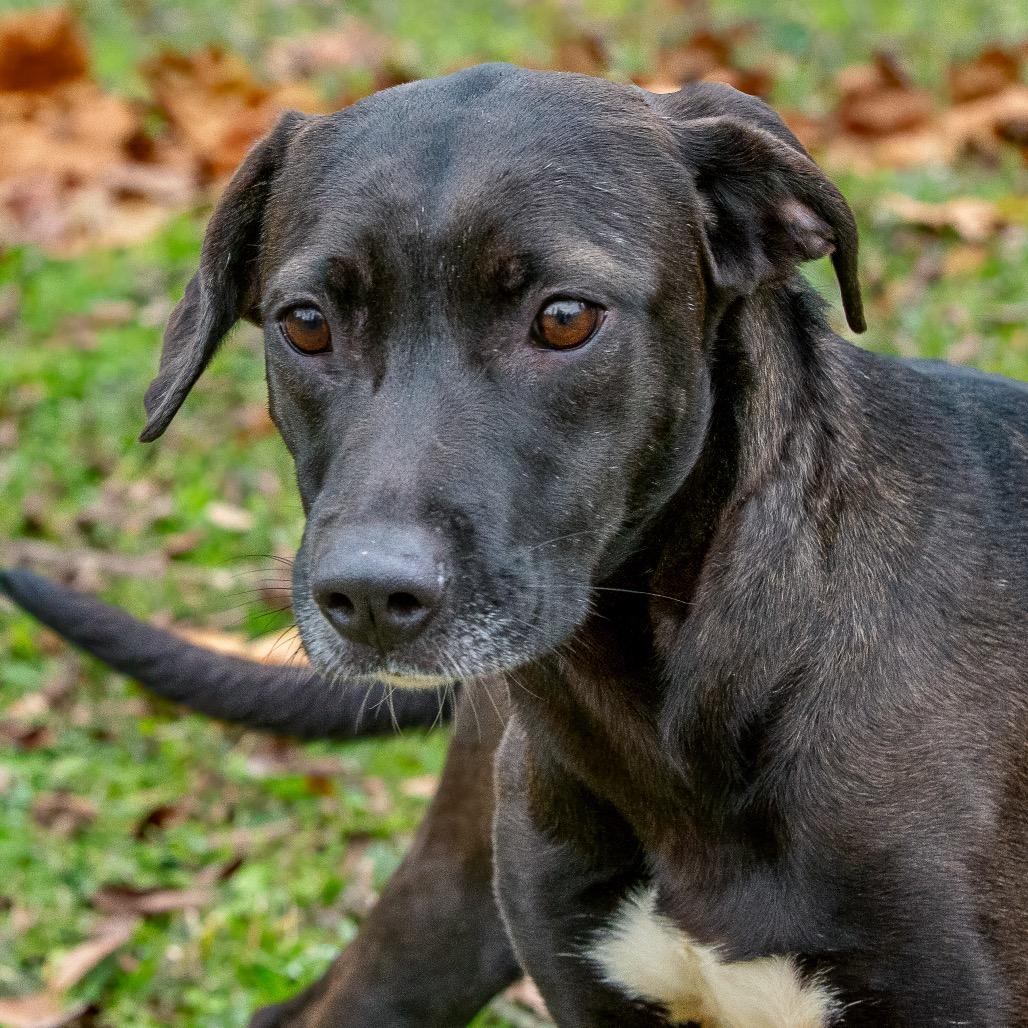 Freya, a Adoptable mixed breed in Livingston, TX image 1/6