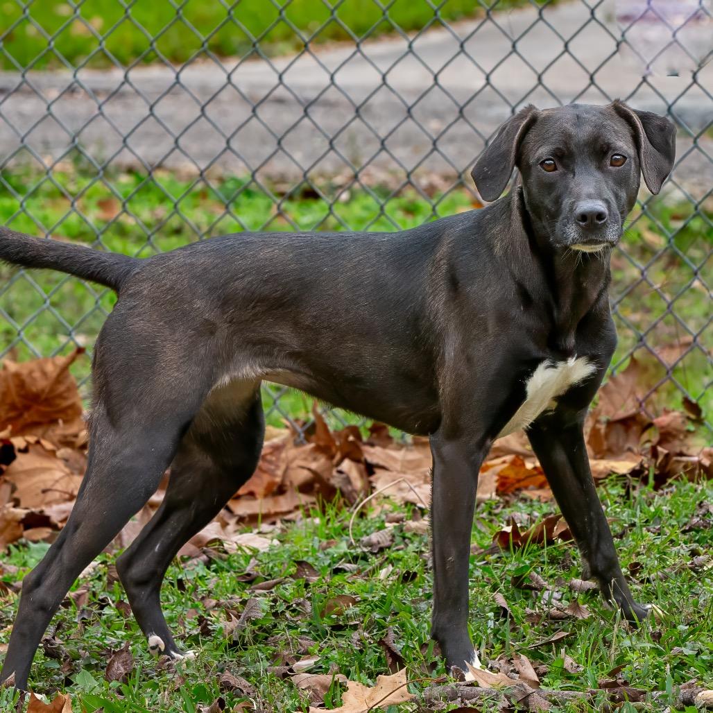 Freya, a Adoptable mixed breed in Livingston, TX image 2/6