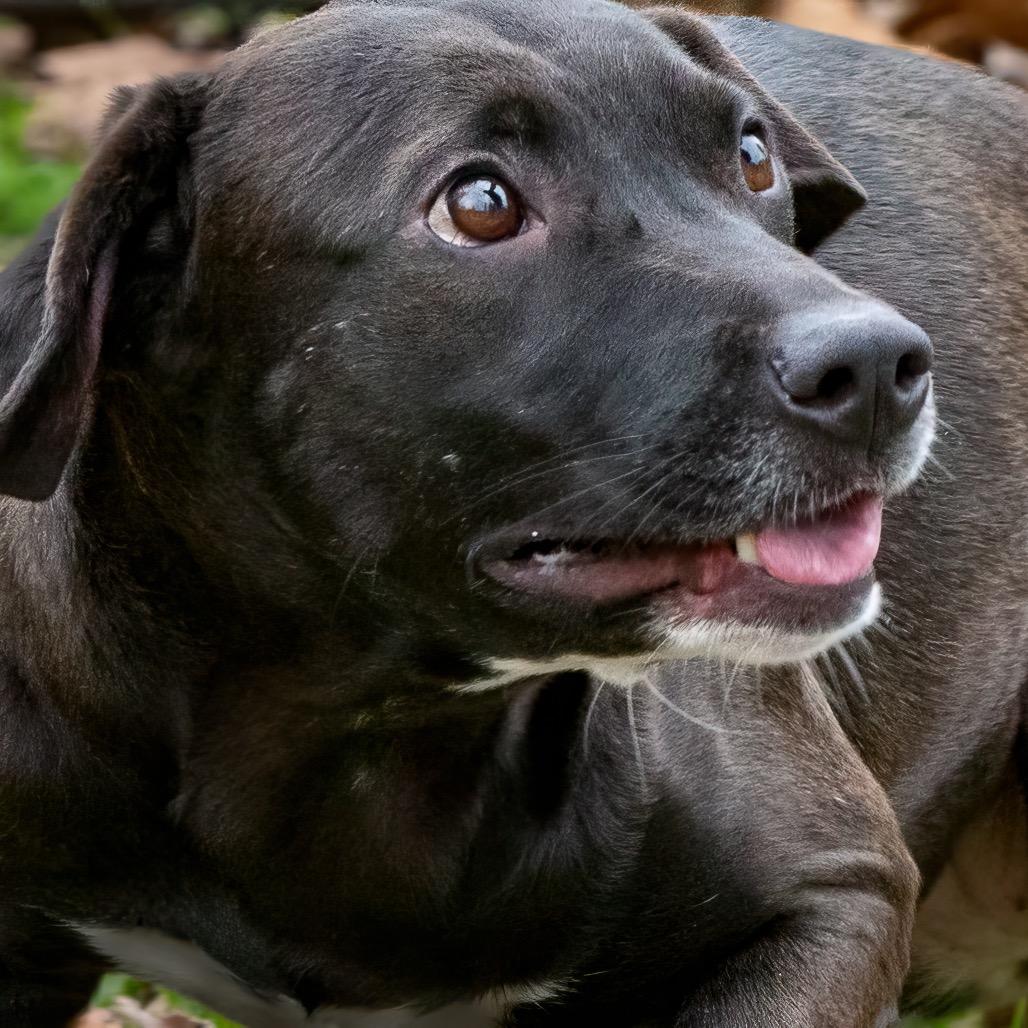 Freya, a Adoptable mixed breed in Livingston, TX image 3/6