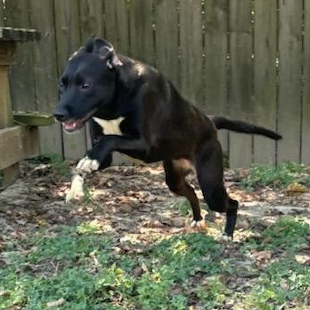 Freya, a Adoptable mixed breed in Livingston, TX image 4/6