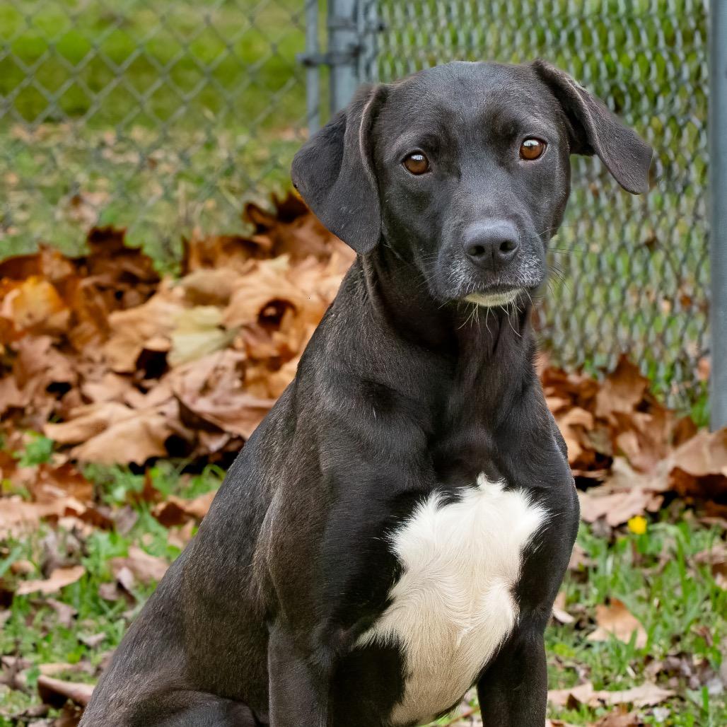 Freya, a Adoptable mixed breed in Livingston, TX image 5/6