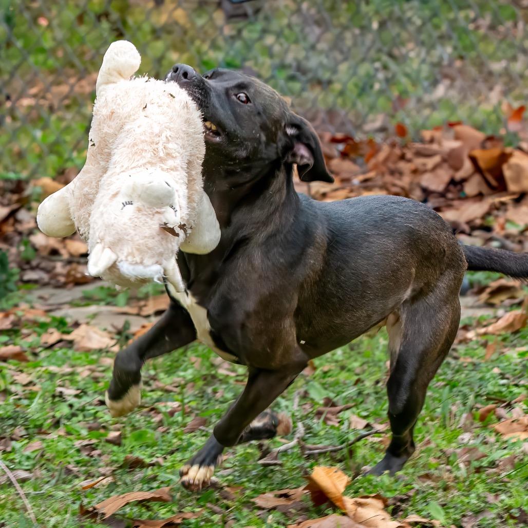 Freya, a Adoptable mixed breed in Livingston, TX image 6/6