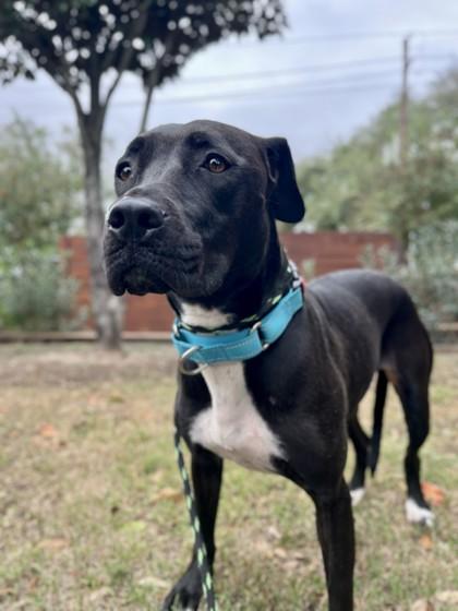Molly, Adoptable, Young Female Pit Bull Terrier & Mixed Breed.