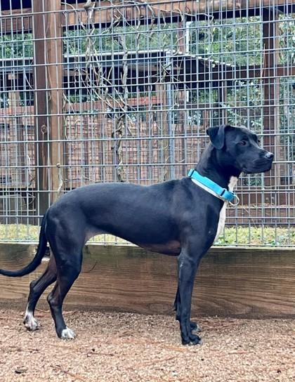 Enlarge Molly, a Adoptable mixed breed in Houston, TX image 2/3