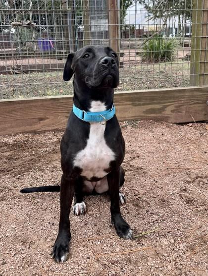 Enlarge Molly, a Adoptable mixed breed in Houston, TX image 3/3