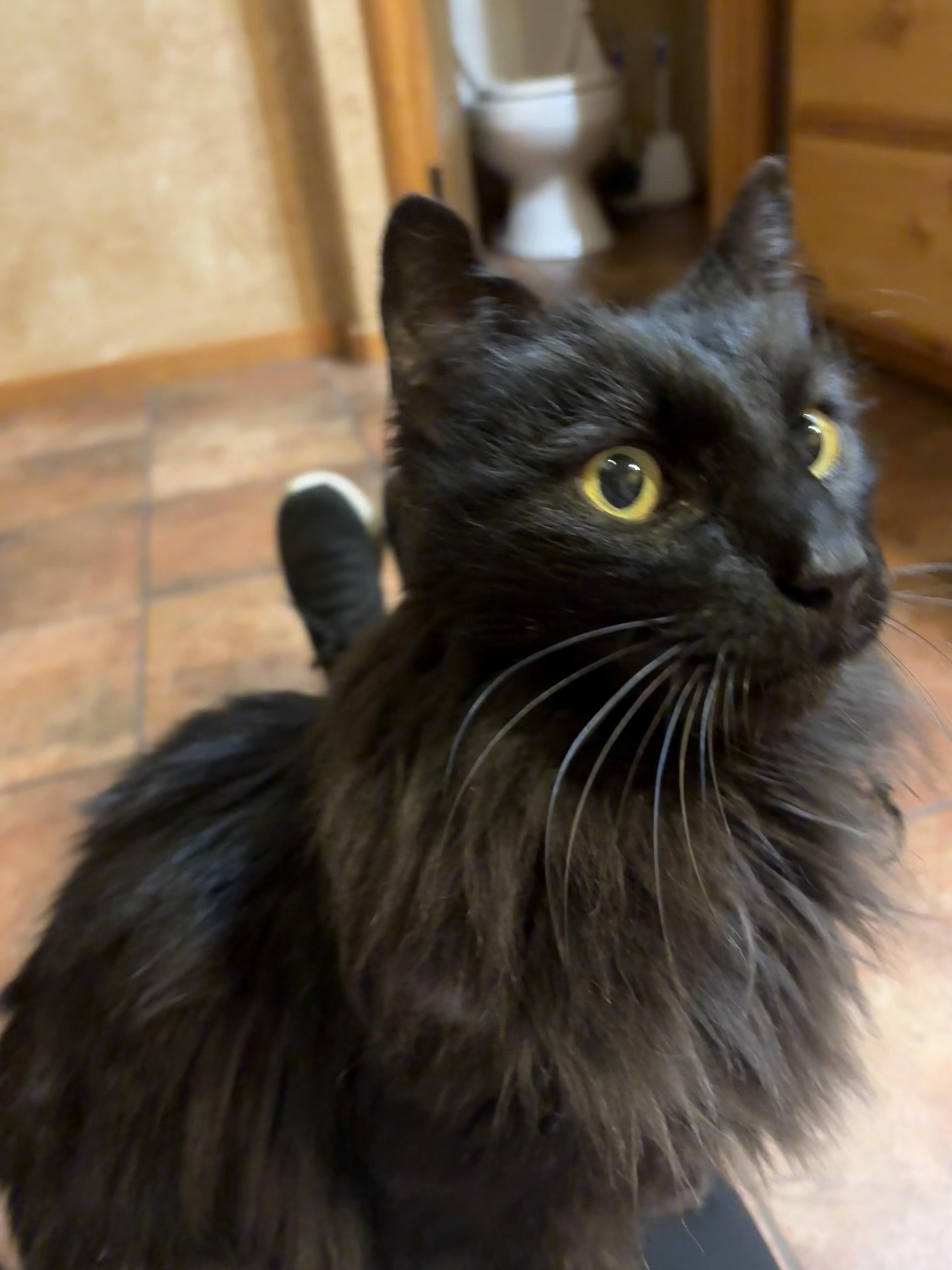 Enlarge Dottie, a Adoptable Domestic Long Hair in Long Beach, CA image 1/4