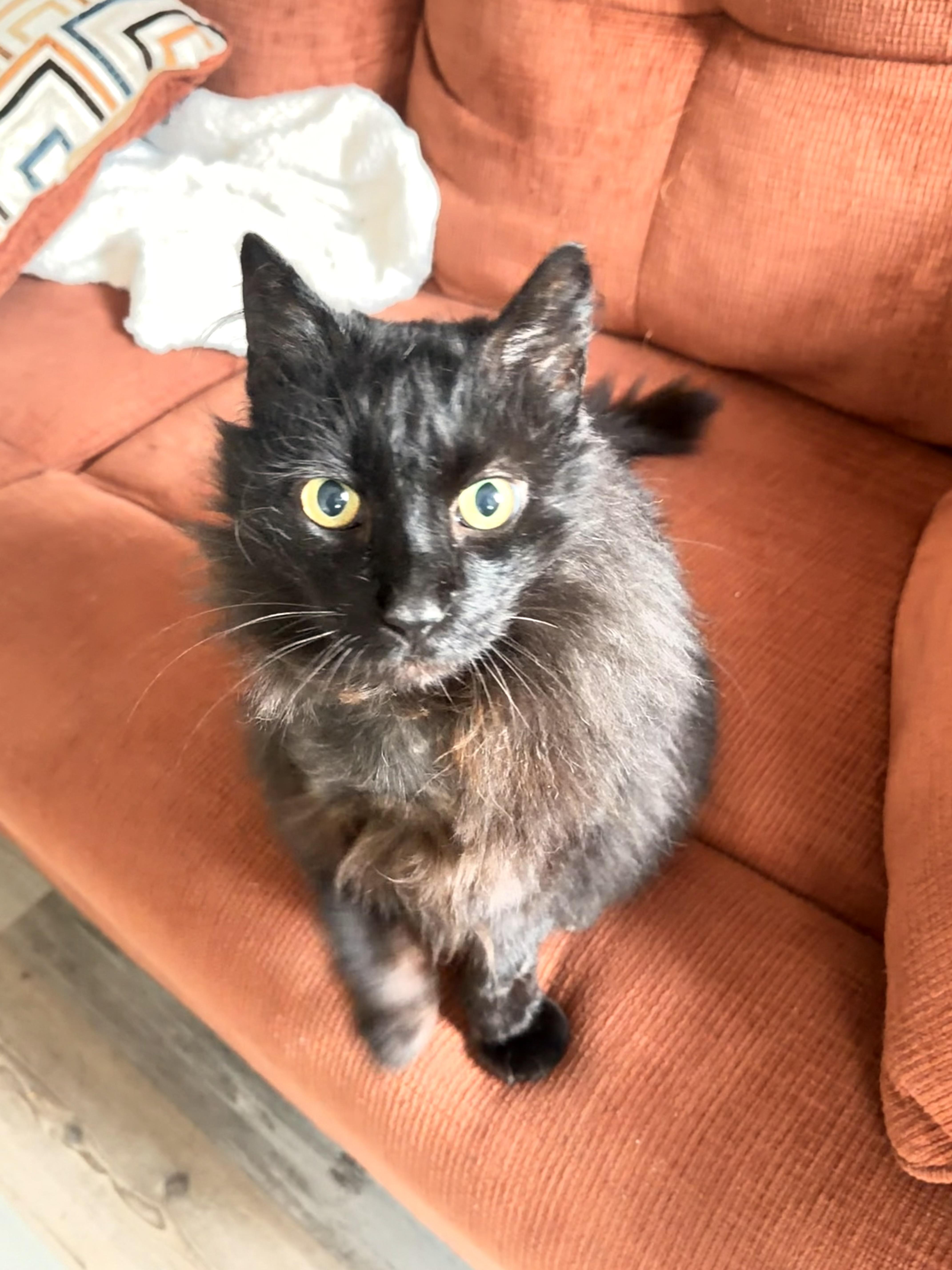 Enlarge Dottie, a Adoptable Domestic Long Hair in Long Beach, CA image 2/5