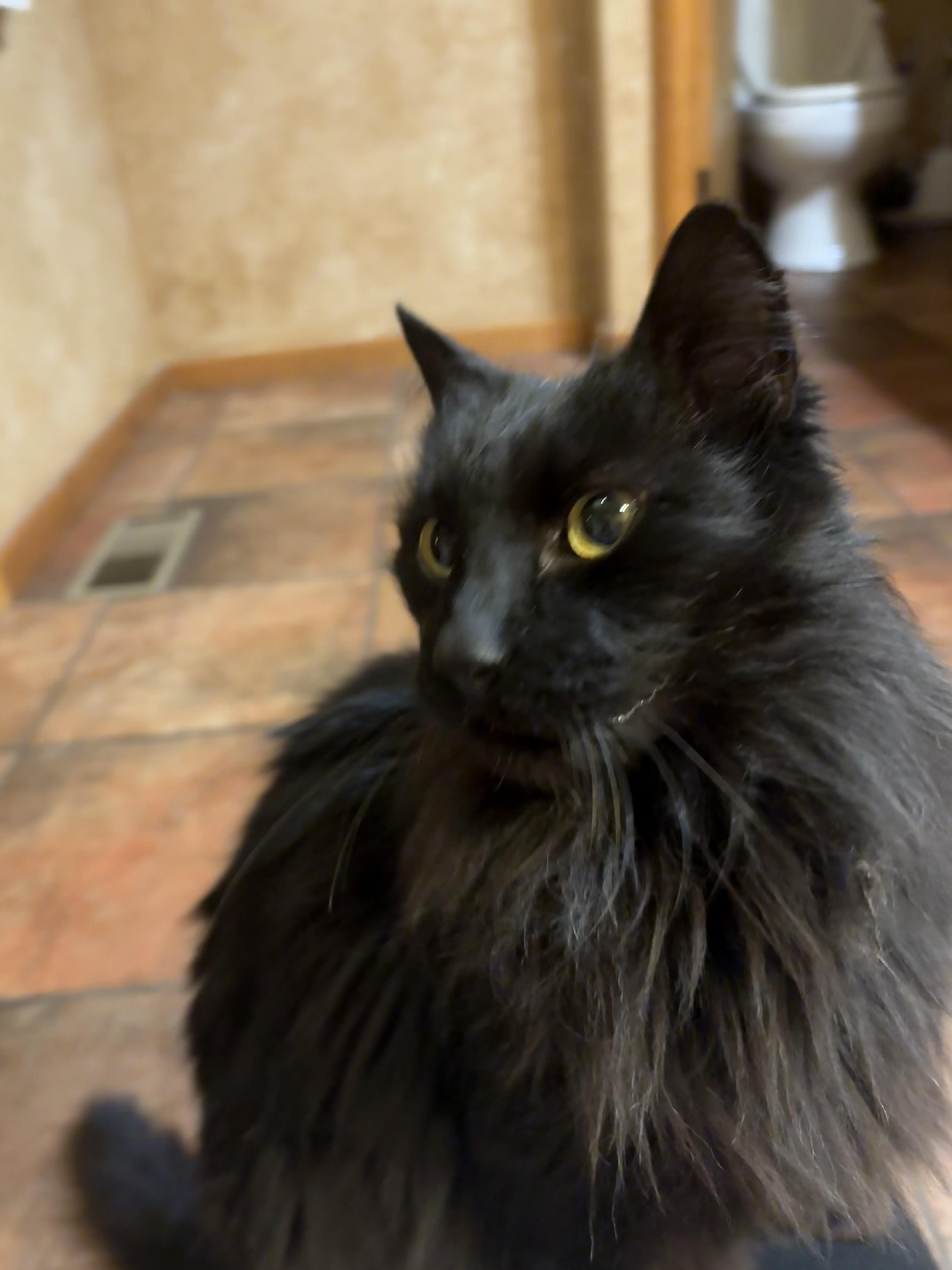 Dottie — thumbnail 2