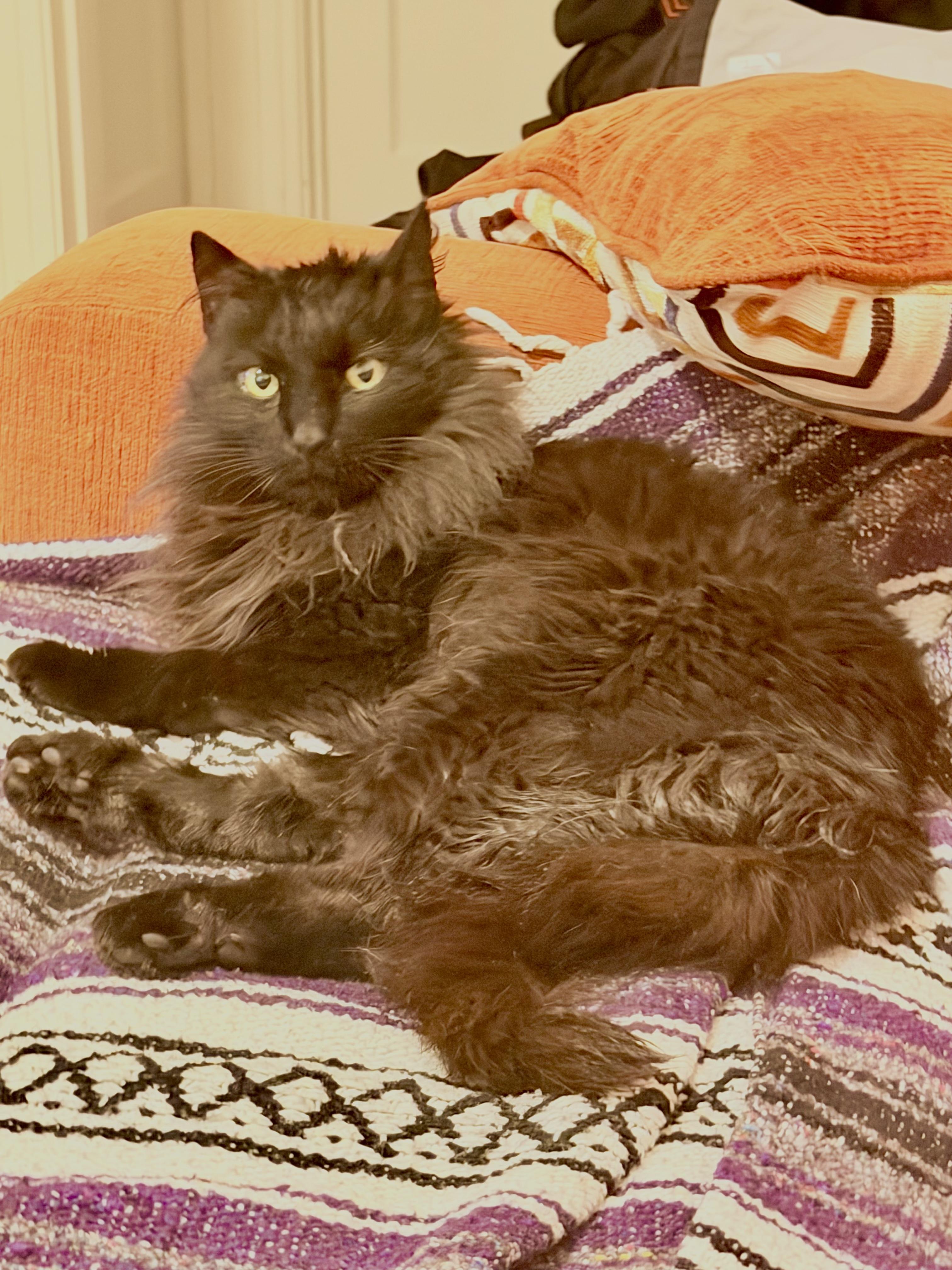 Enlarge Dottie, a Adoptable Domestic Long Hair in Long Beach, CA image 4/4