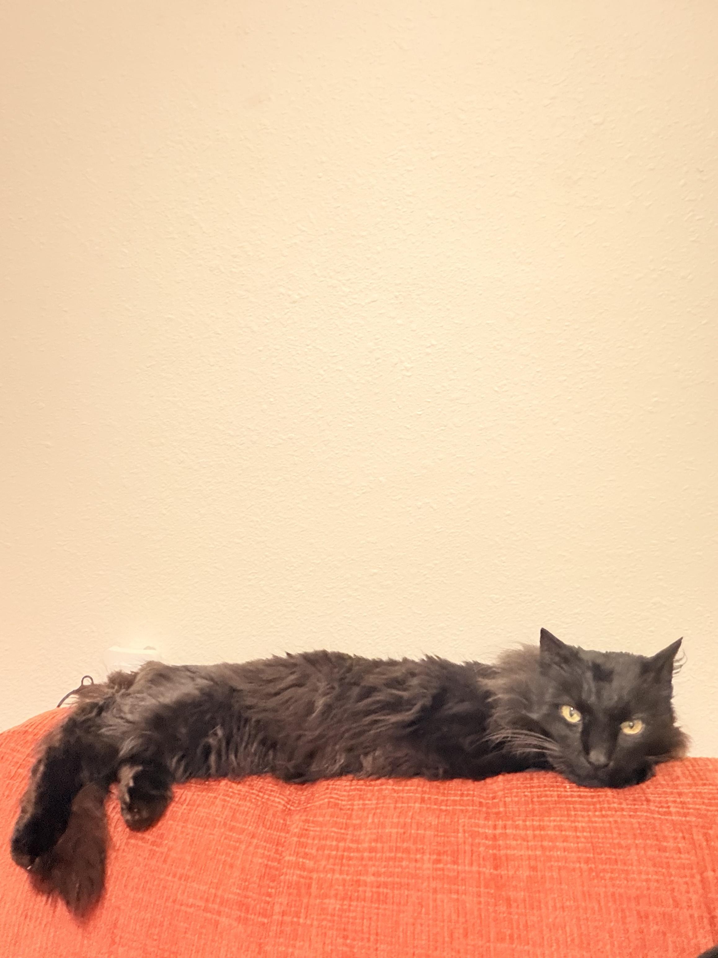 Enlarge Dottie, a Adoptable Domestic Long Hair in Long Beach, CA image 2/4