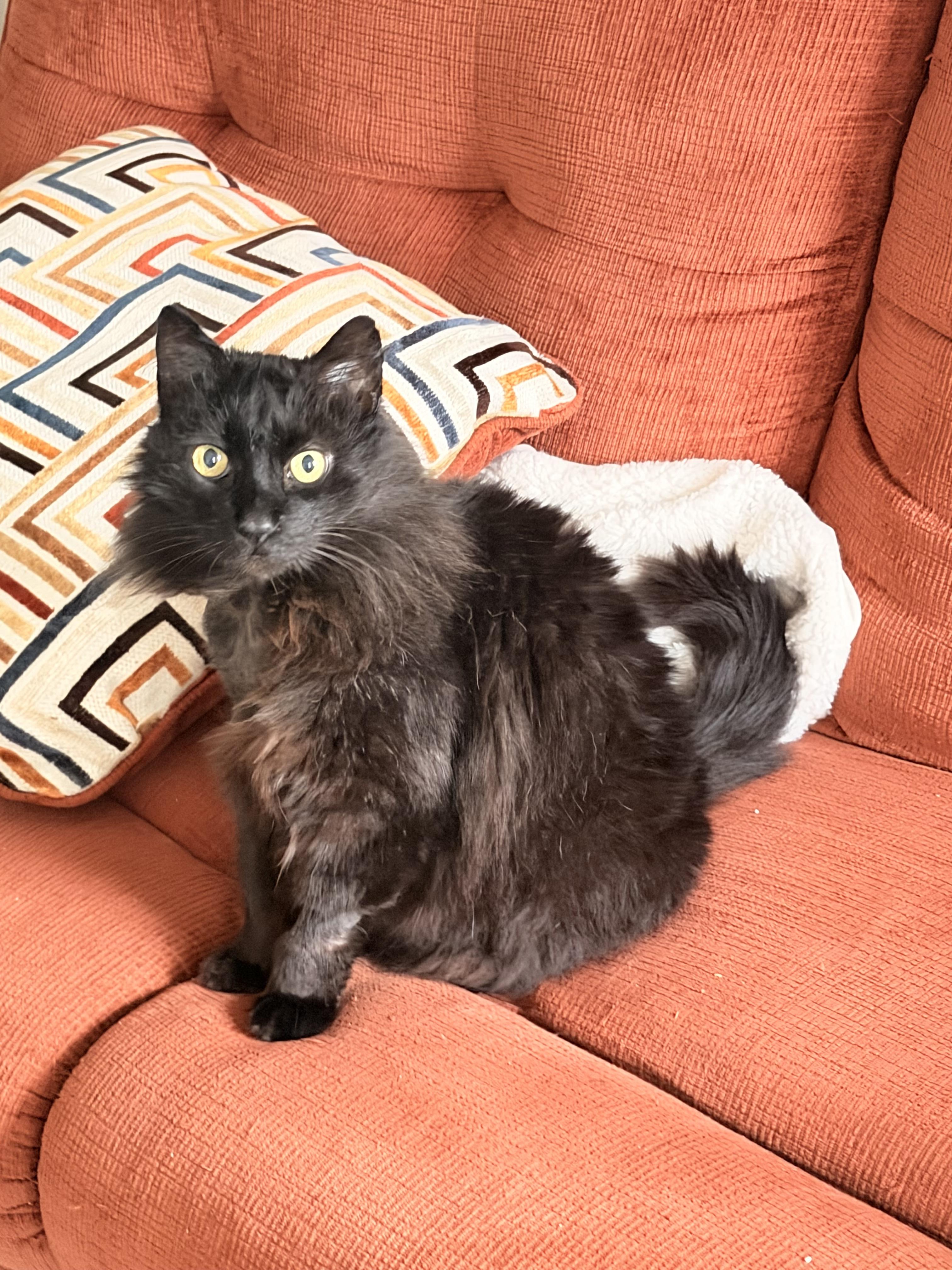 Enlarge Dottie, a Adoptable Domestic Long Hair in Long Beach, CA image 3/5