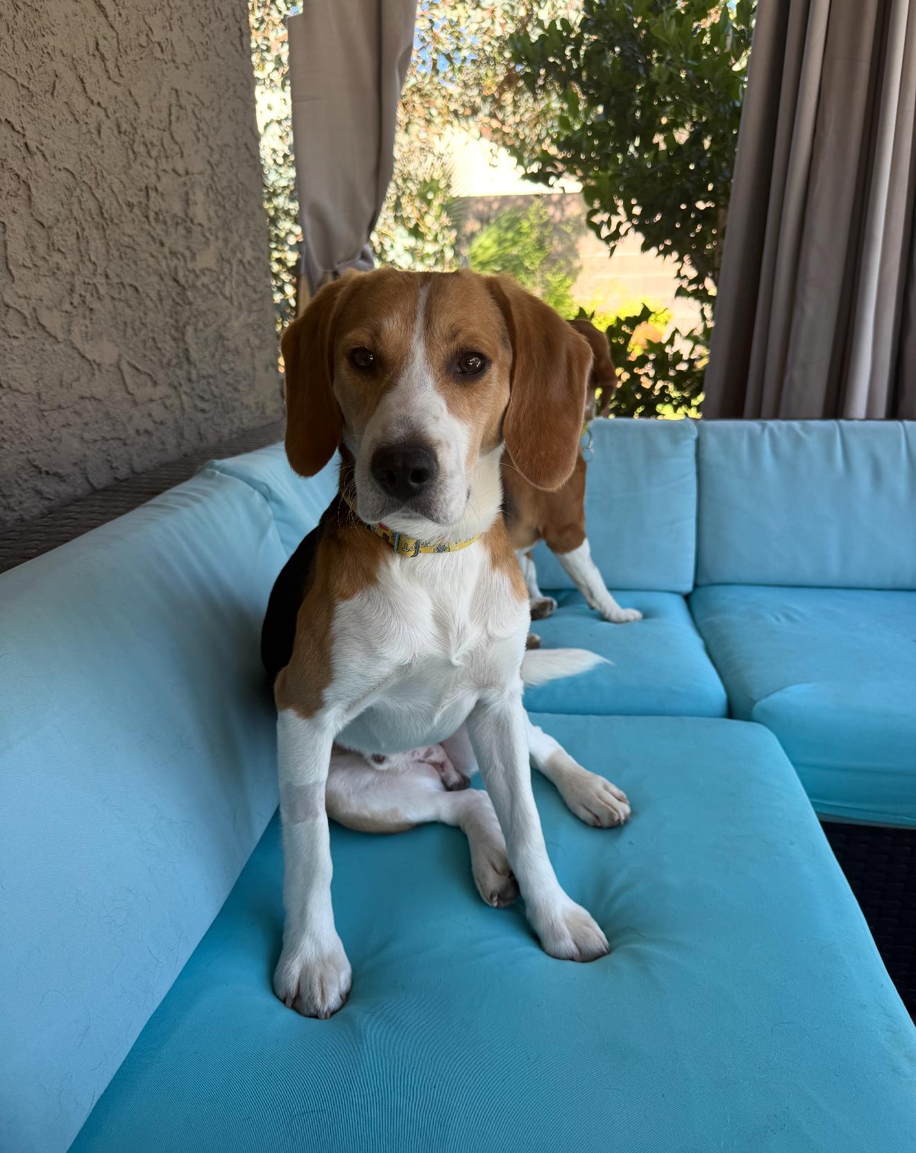 Binx (Franklin), Adopted, Young Male Beagle.