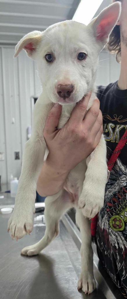 Piggy, Adoptable, Young Female Husky.