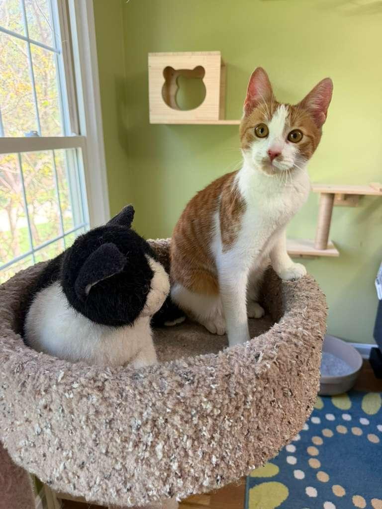Mira, a ADOPTABLE Domestic Short Hair in Leesburg, VA image 2/3