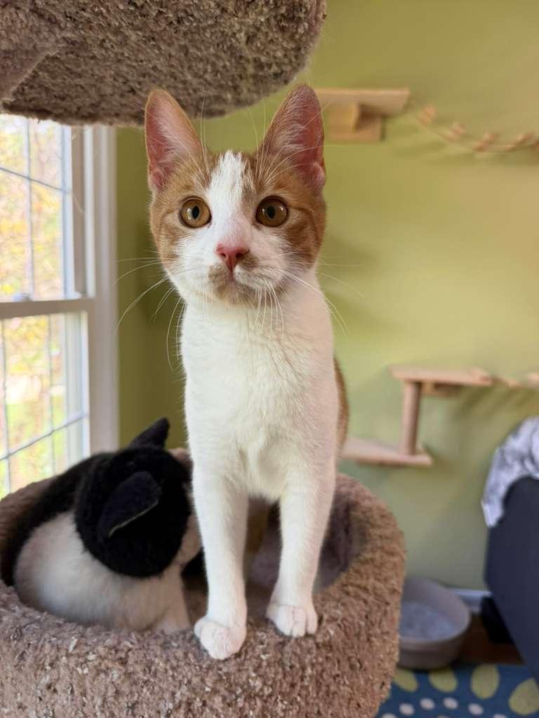 Mira, a ADOPTABLE Domestic Short Hair in Leesburg, VA image 3/3