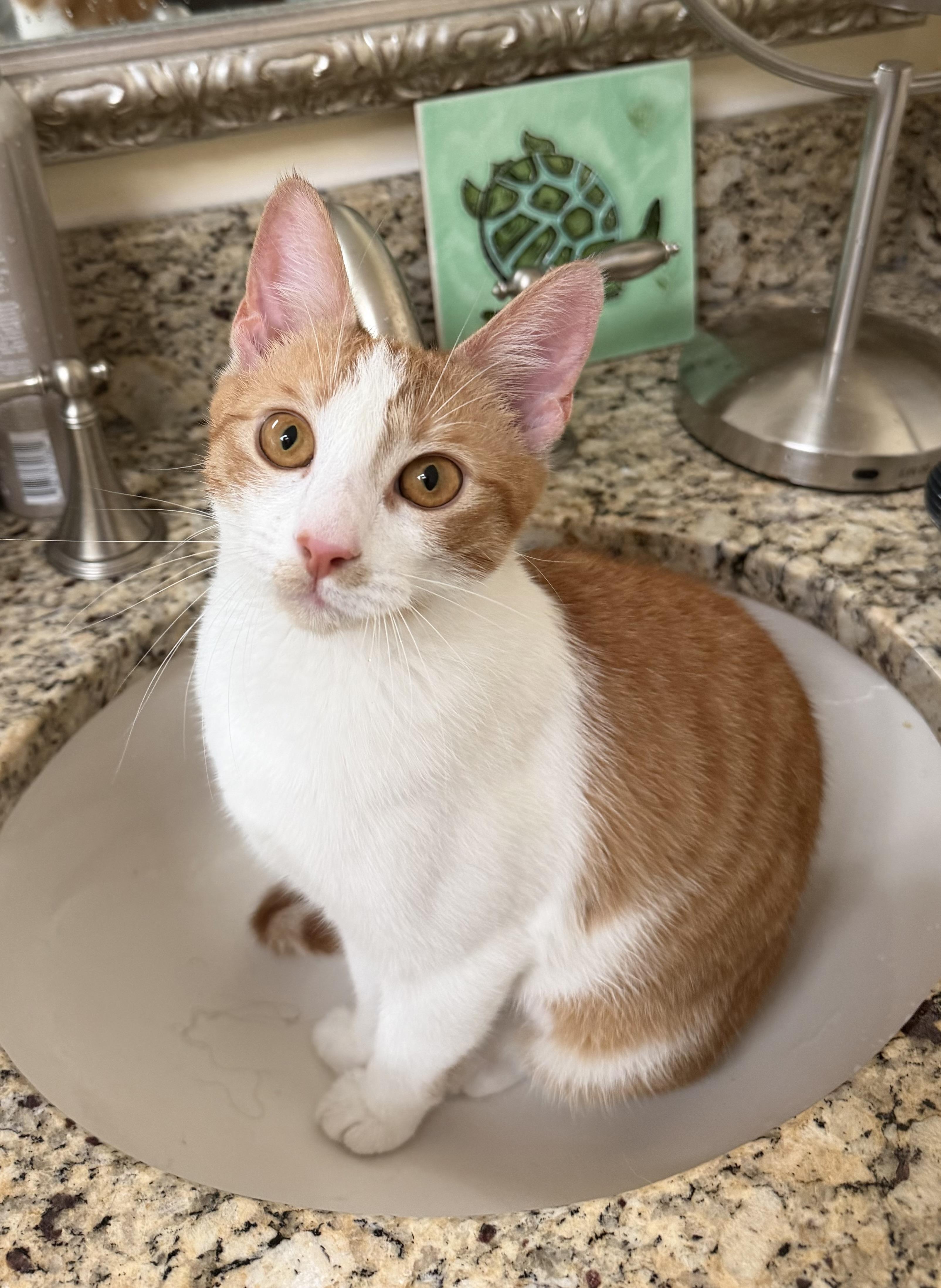 Mira, a ADOPTABLE Domestic Short Hair in Leesburg, VA image 5/6