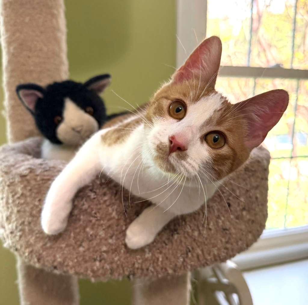 Mira, a ADOPTABLE Domestic Short Hair in Leesburg, VA image 1/3