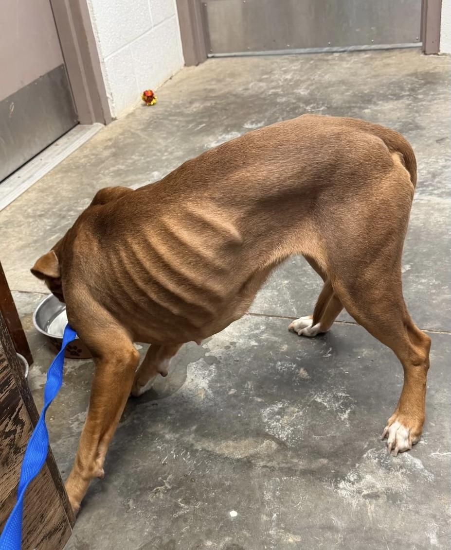 Enlarge Zara, a ADOPTABLE Mixed Breed in Maryville, TN image 5/6