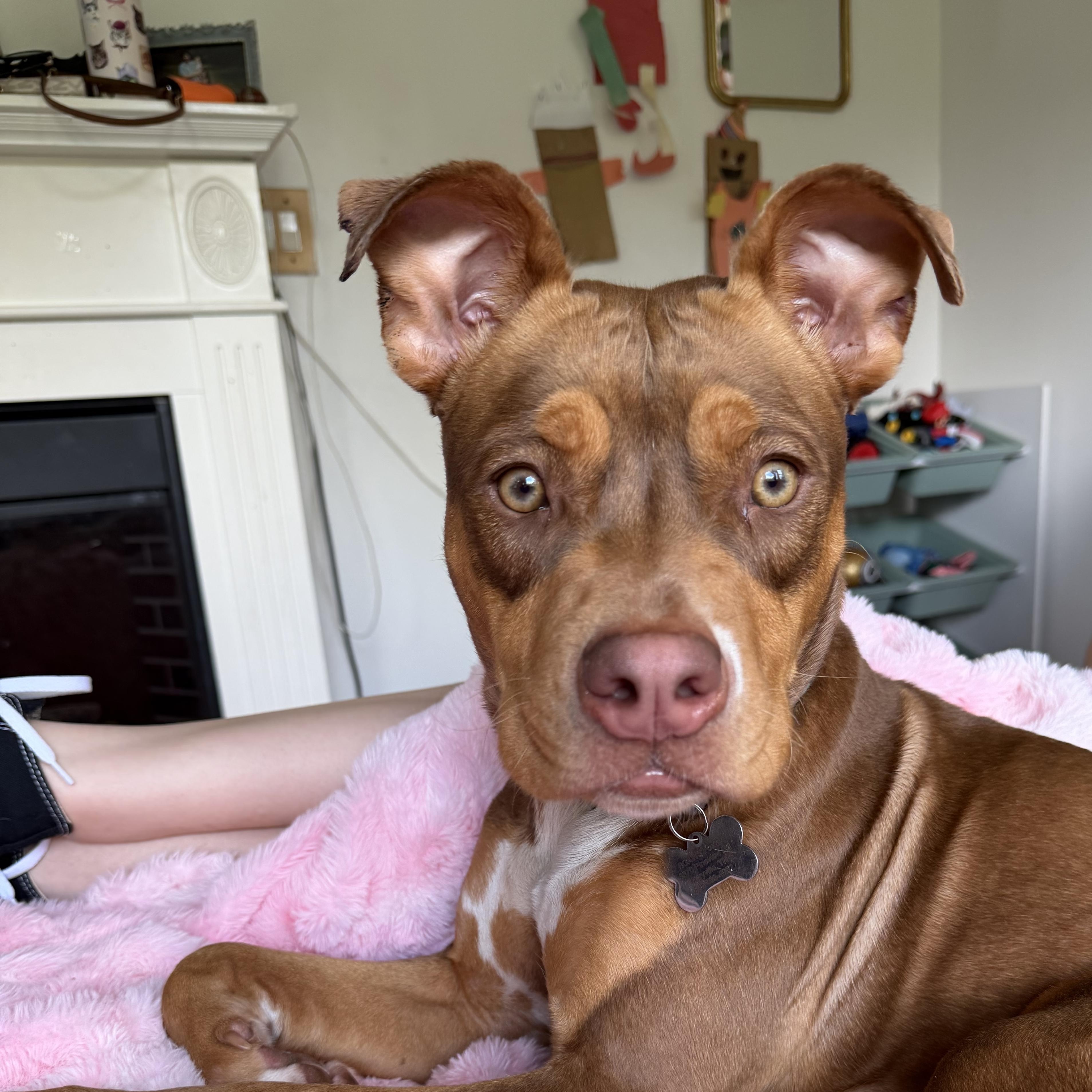 Zara, ADOPTABLE, Young Female Mixed Breed.