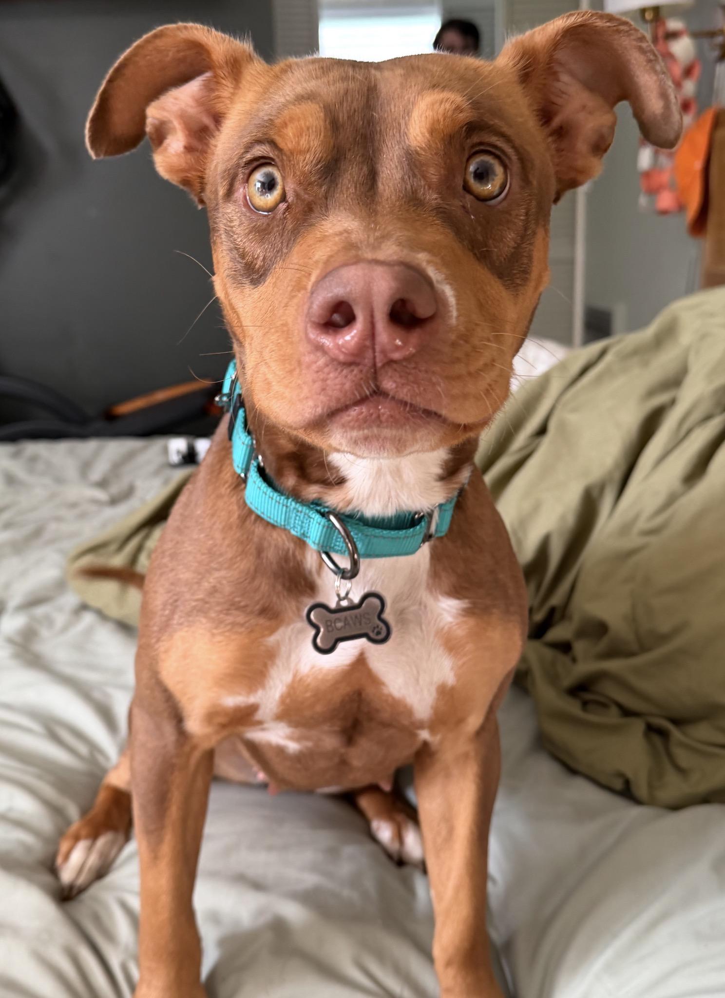 Enlarge Zara, a ADOPTABLE Mixed Breed in Maryville, TN image 2/6