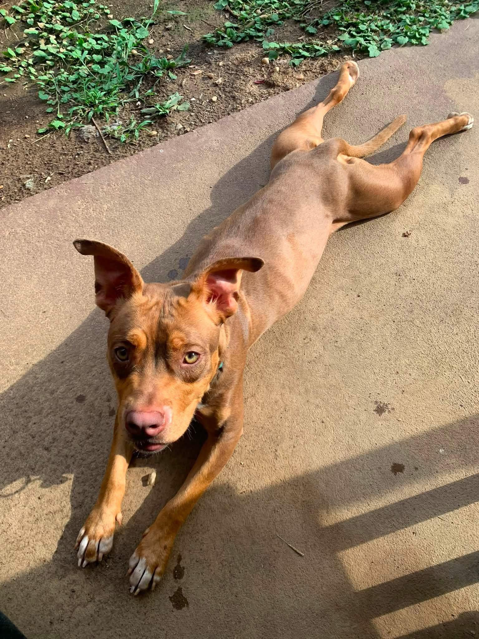Enlarge Zara, a ADOPTABLE Mixed Breed in Maryville, TN image 4/6