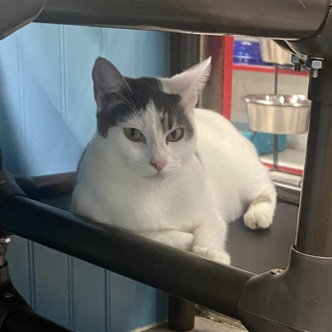 Enlarge Hilary and Edward want a home for the holidays, a Adoptable Tabby in Bothell, WA image 5/6