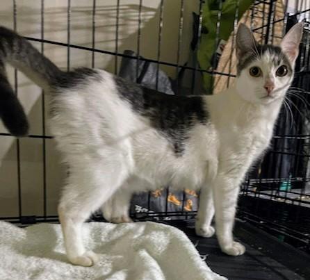 Enlarge Hilary and Edward want a home for the holidays, a Adoptable Tabby in Bothell, WA image 6/6