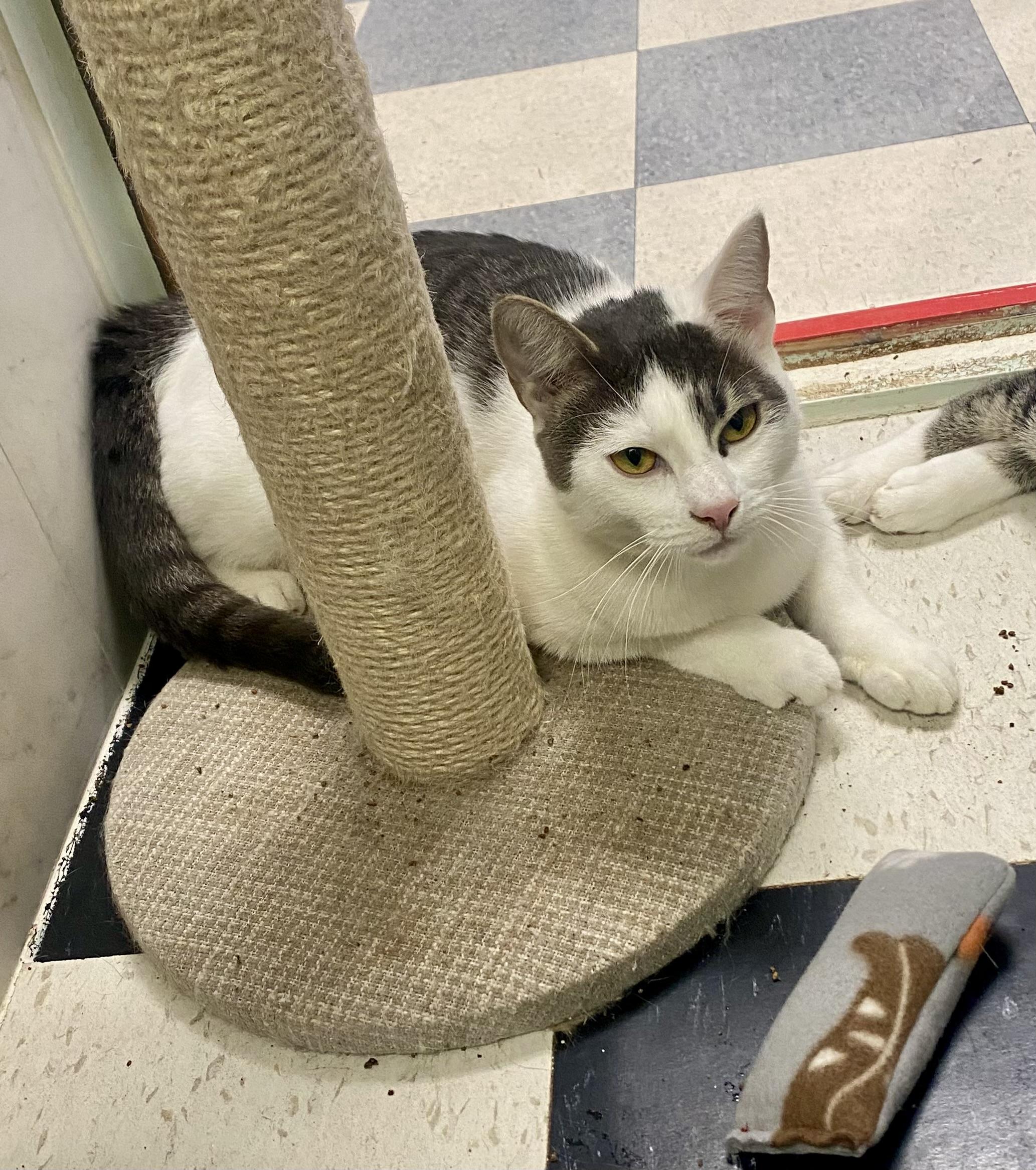 Enlarge Hilary and Edward want a home for the holidays, a Adoptable Tabby in Bothell, WA image 1/6