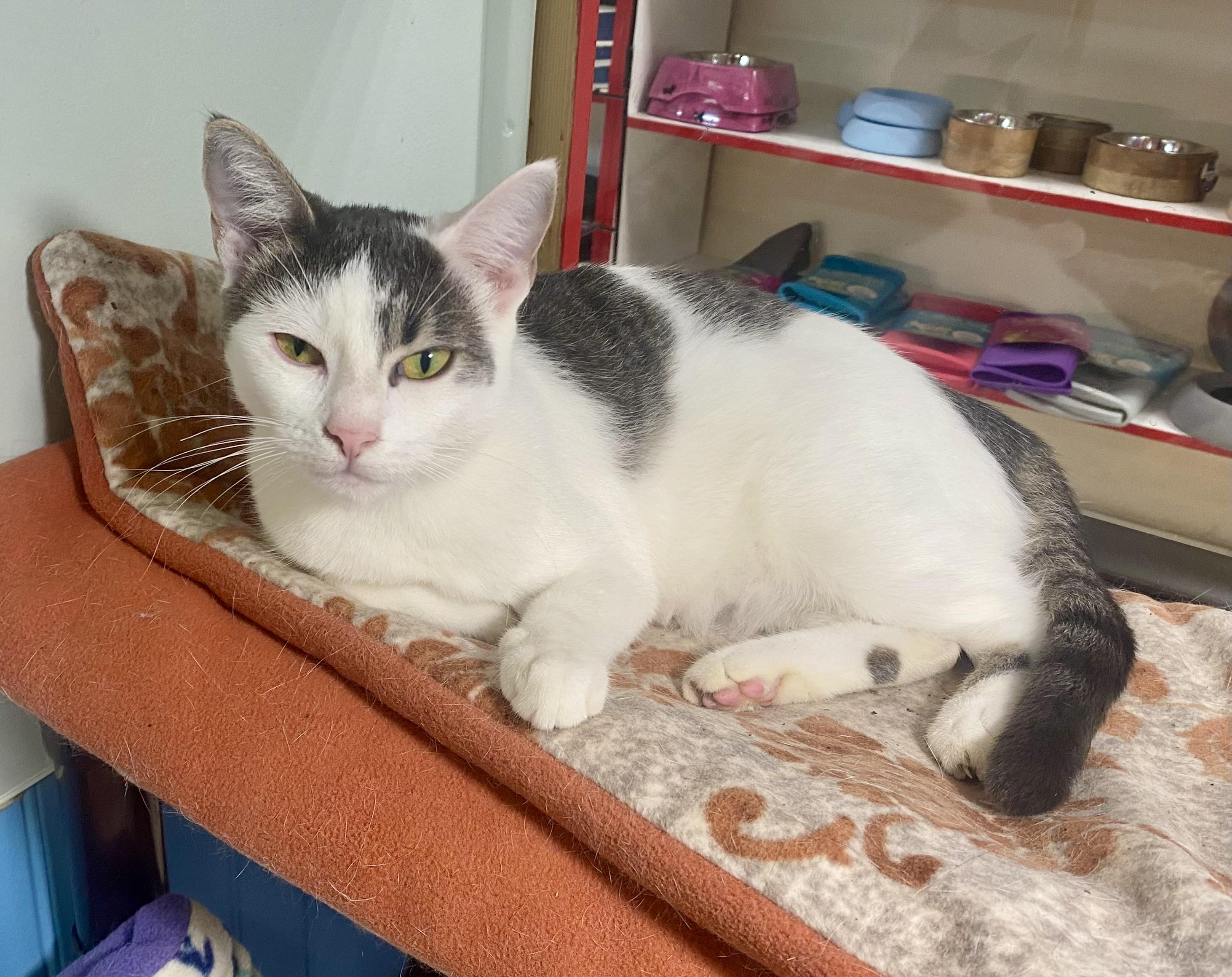 Enlarge Hilary and Edward want a home for the holidays, a Adoptable Tabby in Bothell, WA image 3/6