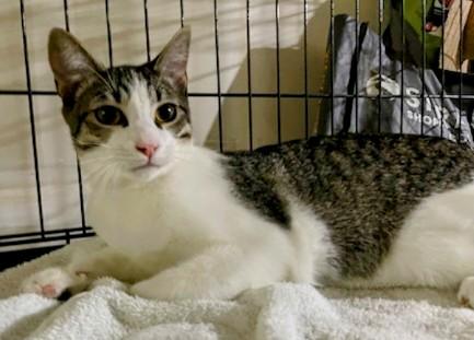 Hilary and Edward want a home for the holidays, Adoptable, Adult Female Tabby & Domestic Short Hair.