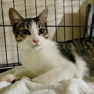 Enlarge Hilary and Edward want a home for the holidays, a Adoptable Tabby in Bothell, WA image 2/6