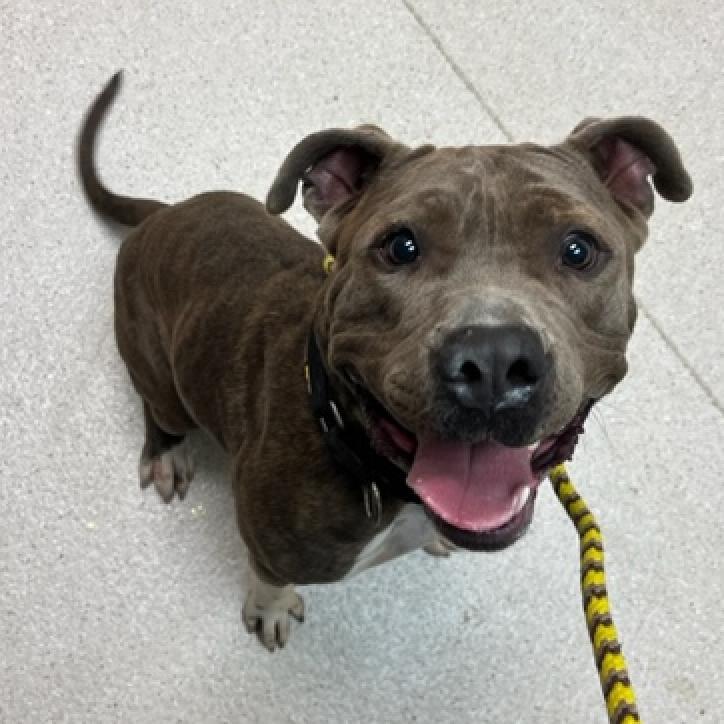 Atlas, Adoptable, Adult Male Mixed Breed.