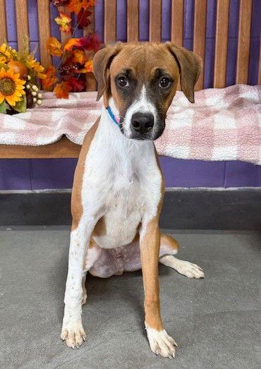 **HUNTER**, a Adoptable Boxer in North Prairie, WI image 2/2