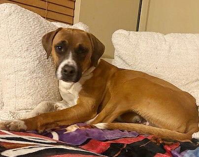 **HUNTER**, Adoptable, Young Male Boxer.