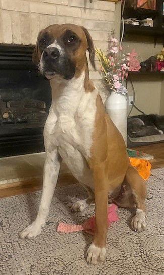 Enlarge **HUNTER**, a Adoptable Boxer in North Prairie, WI image 2/3