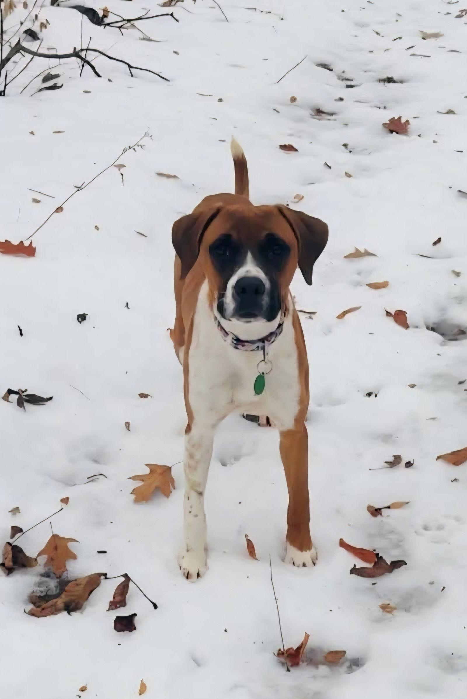 Enlarge **HUNTER**, a Adoptable Boxer in North Prairie, WI image 2/3