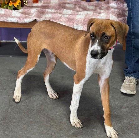 Enlarge **HUNTER**, a Adoptable Boxer in North Prairie, WI image 1/2